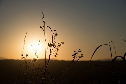 オレンジの夕日を背景に野草がシルエットで浮かぶ風景