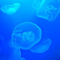 暗い水中でゆらゆら漂いながら優雅に泳ぐ透明なクラゲの写真