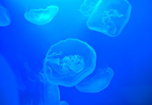 暗い水中でゆらゆら漂いながら優雅に泳ぐ透明なクラゲ