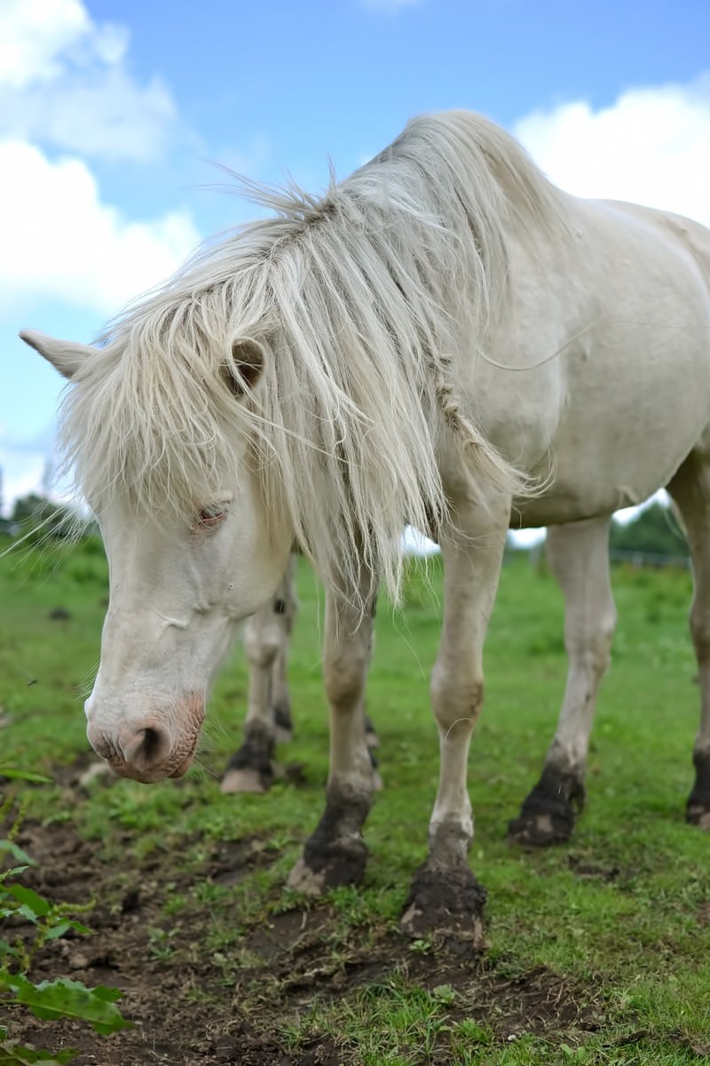 たてがみが顔を覆う白いポニー