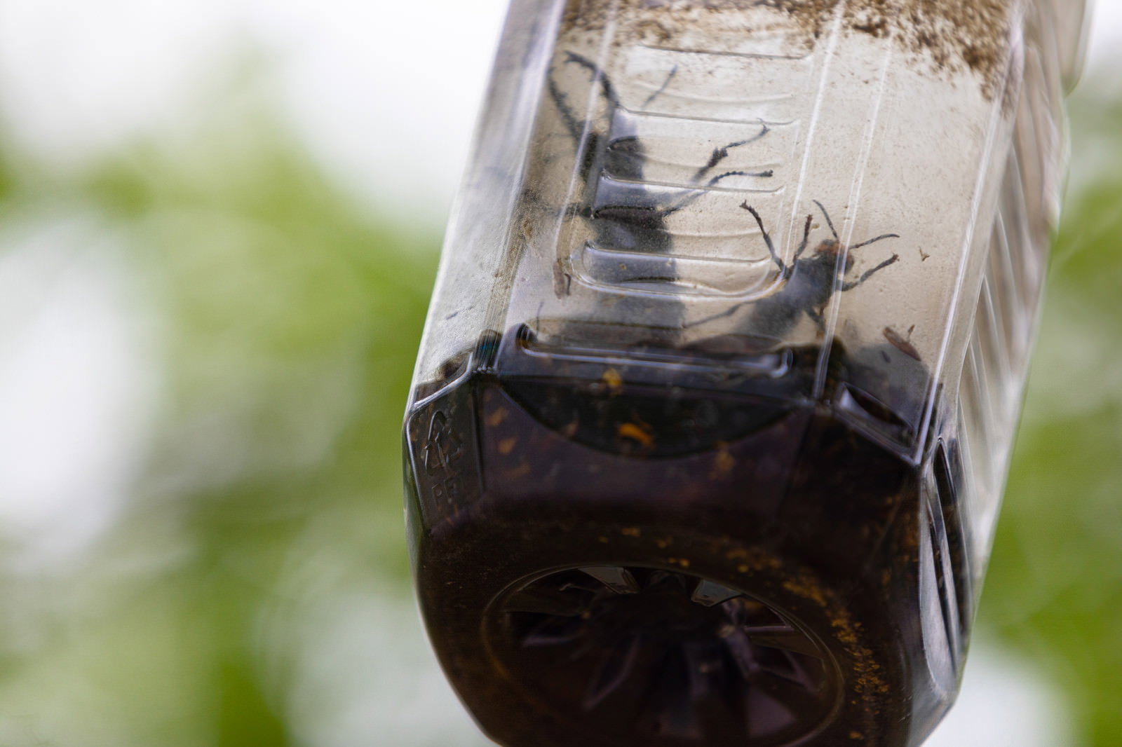 Insect Trapped in Container with Dark Liquid — Free Stock Photo - PAKUTASO