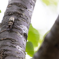 灰白色の樹皮の木に掴まるミヤマクワガタの前脚の写真