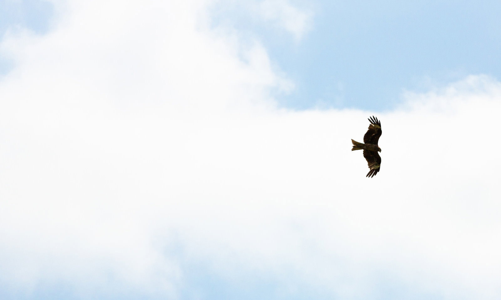 青空と白い雲を背景に羽を広げて飛ぶ鳥のシルエット