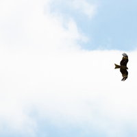 大空を飛び回る鷹のシルエットの写真