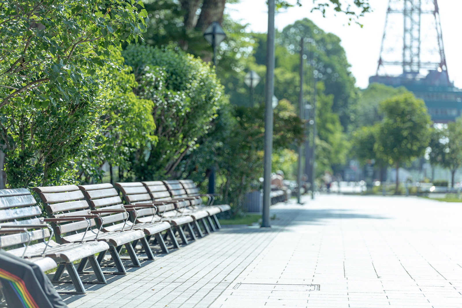 札幌大通公園の木陰に並ぶベンチと緑豊かな街路樹の風景