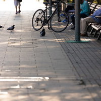 ベンチに座っている人から餌待ちの鳩とカラスが集まる公園の写真