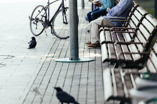 公園のベンチに座るご年配と食べ物を狙うカラス