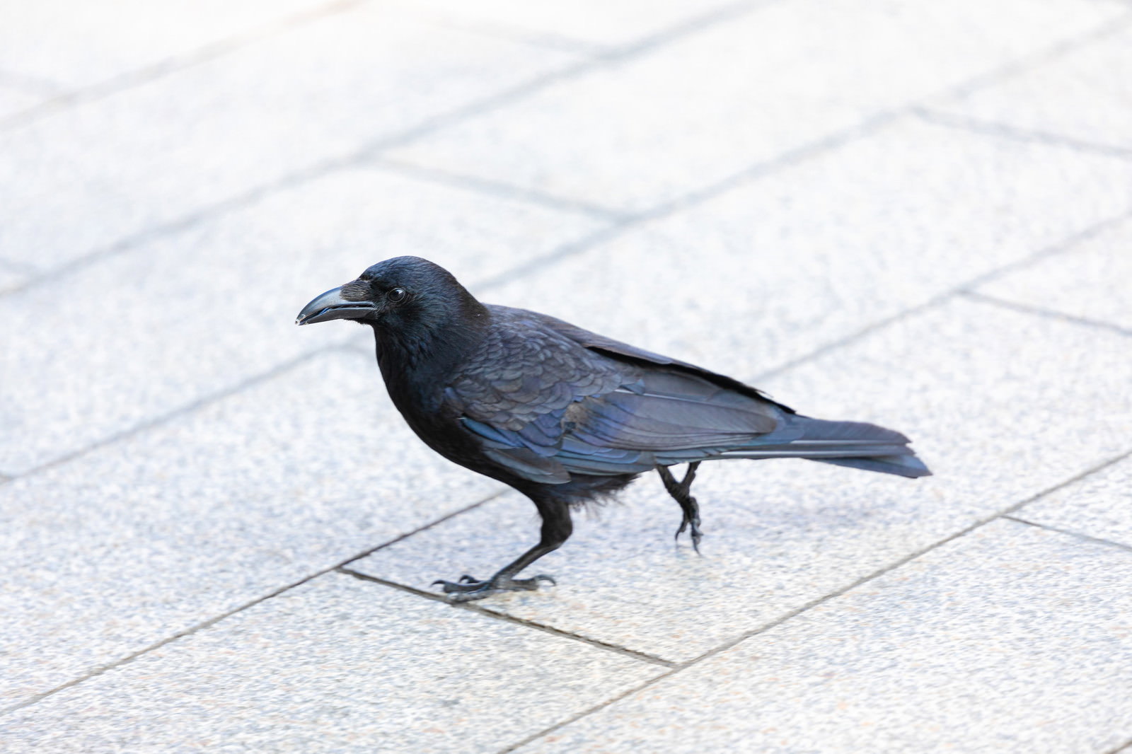 石畳の上を歩く黒いカラス