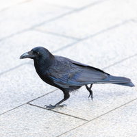 石畳を歩く徘徊中のカラスさんの写真