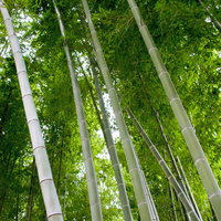 下から見上げた節が並ぶ青々とした竹林の写真