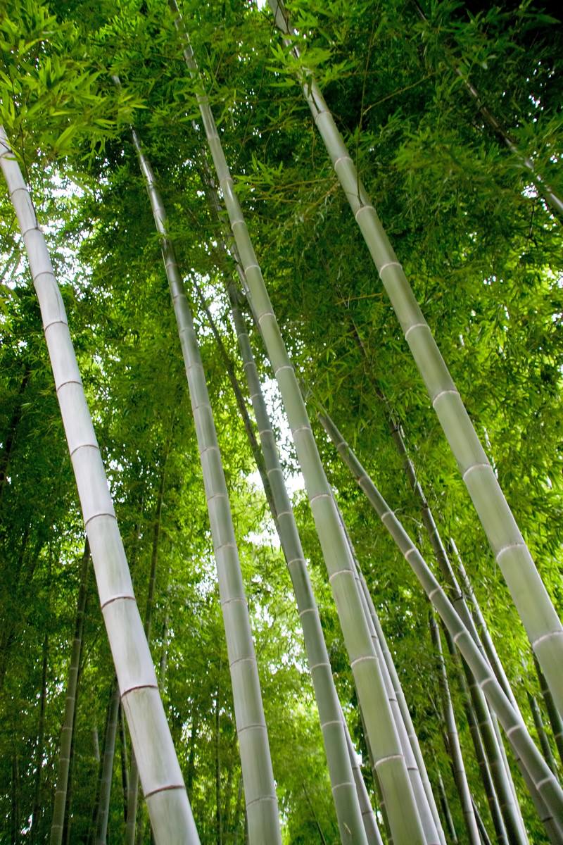 下から見上げた青々とした竹林