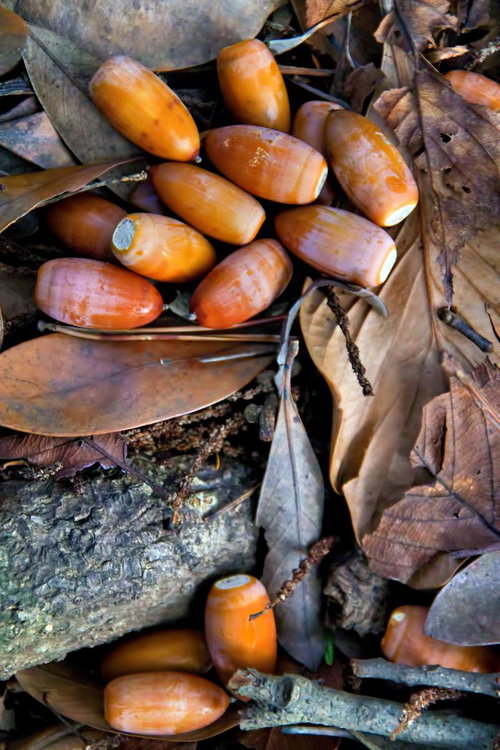 枯れ葉の上に光沢のあるオレンジの落ち葉とどんぐり