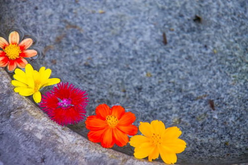 アスファルト道路の縁に並ぶ水面に浮かぶカラフルな花