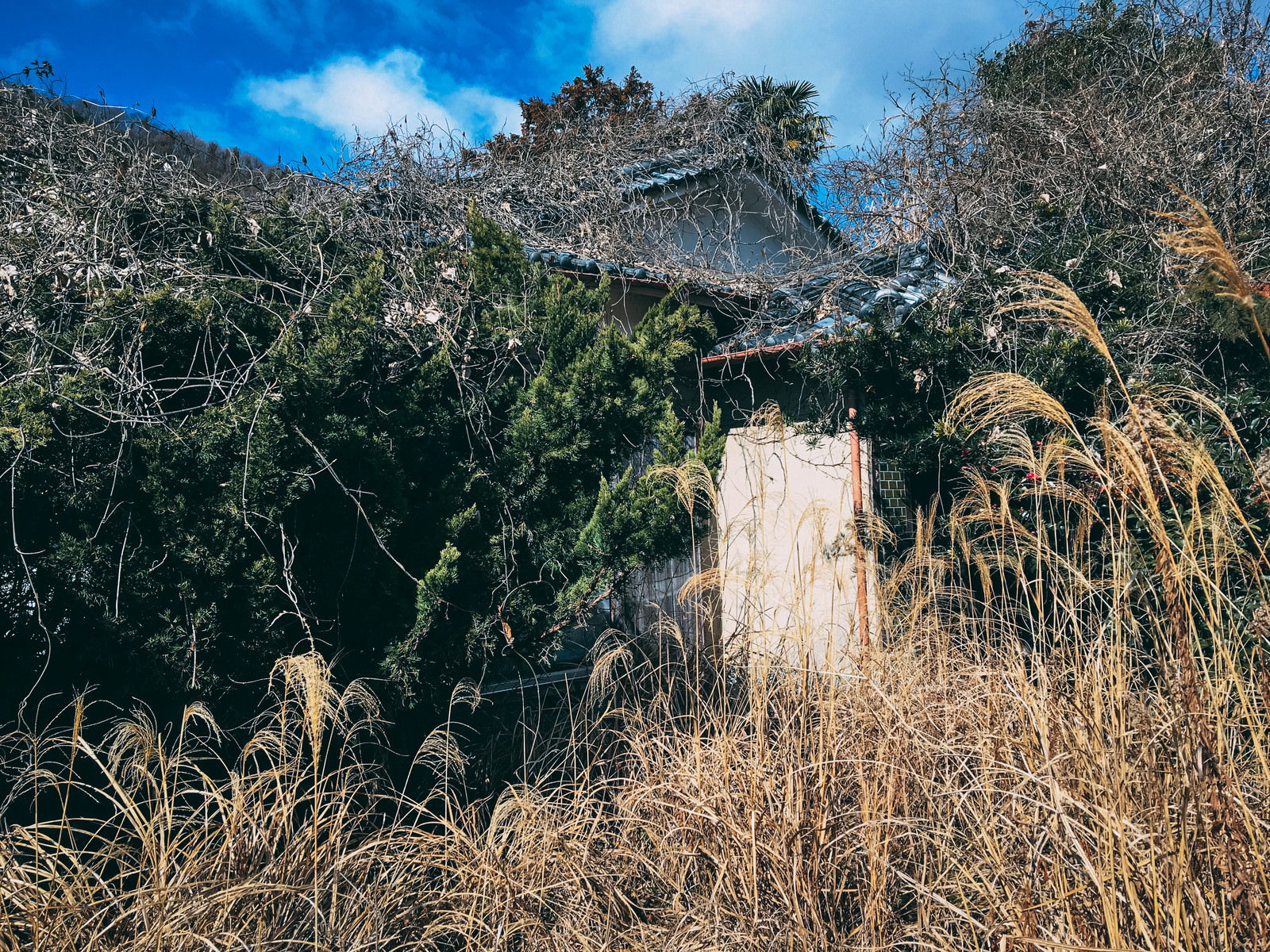 雑草に覆われて倒壊が進む廃屋と青い空