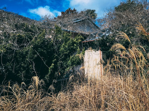 雑草に覆われ踏み込むのも困難な廃屋の建物跡