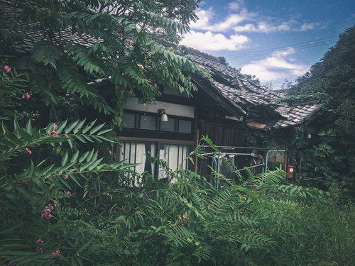 瓦屋根が倒壊し誰も住んでいない廃屋を覆う雑草と植物