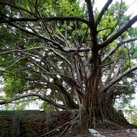 レンガの壁を覆い尽くすガジュマルの巨木と根の写真