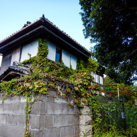 ツタに覆われた瓦屋根の廃屋の一軒家の写真
