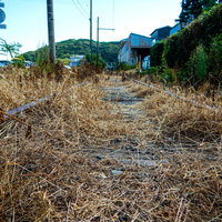 枯草で覆われた廃線のレールと周辺の住宅・電柱が見える風景の写真