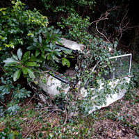 森の中に乗り捨てられたまま放置された廃車の写真
