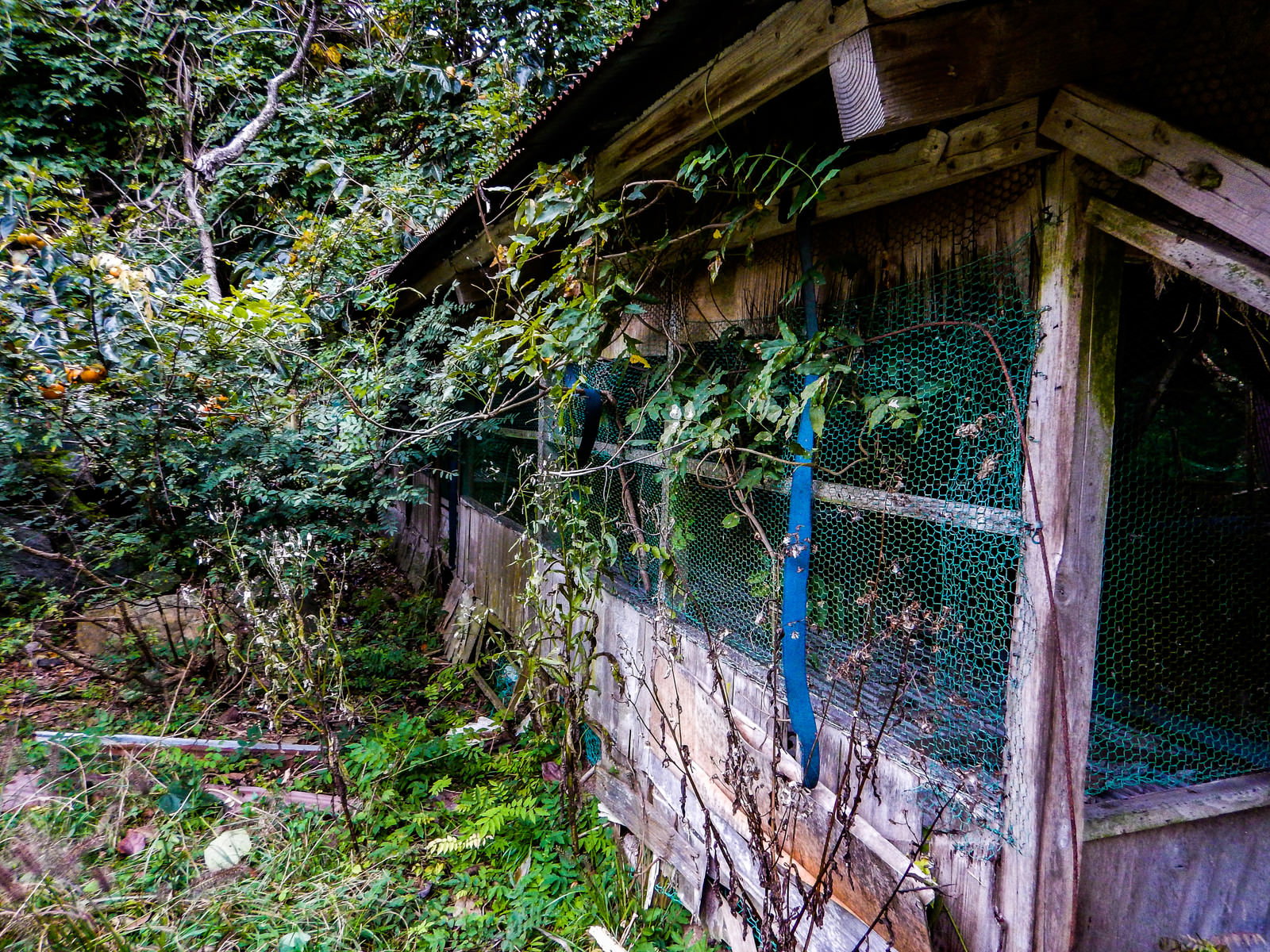 緑豊かな森の中にある朽ちて老朽化した木造の古い小屋