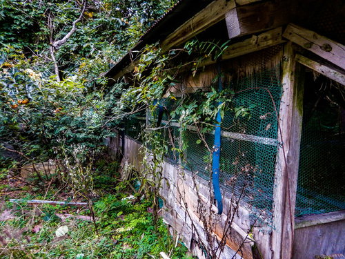 廃墟と化した養鶏場跡の木造小屋。森に囲まれた老朽建築
