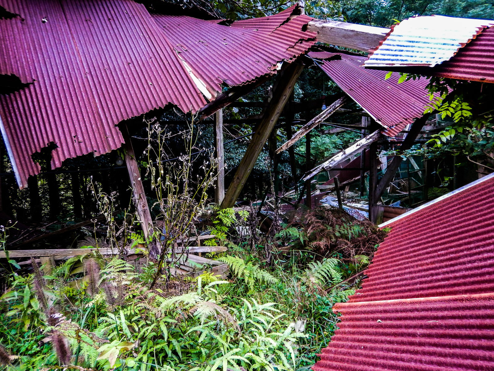 赤いトタン屋根が崩れ落ちて緑の植物の中に散乱している廃墟