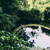水面に木々が反射する柿田川の湧き水池（静岡県）の写真
