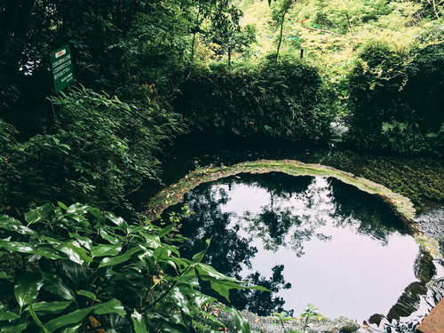 水面に木々が反射する柿田川の湧き水池（静岡県）