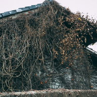 蔦に覆われた昭和の廃墟、自然に帰る平屋民家の写真