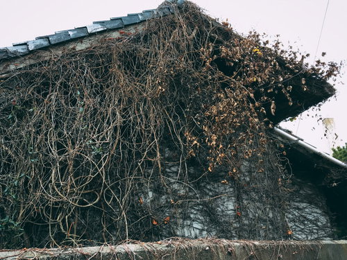 蔦に覆われた昭和の廃墟、自然に帰る平屋民家