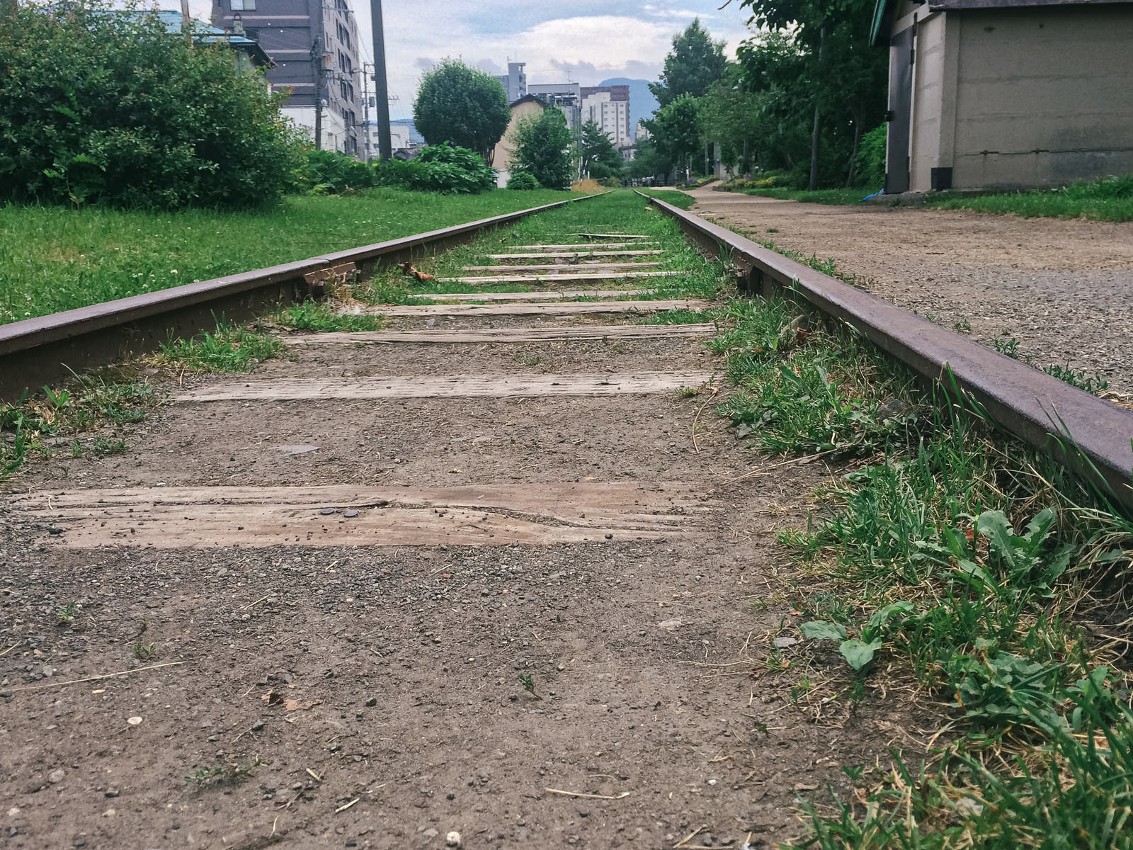 草木に覆われた小樽の廃線跡、錆びたレールが続く様子