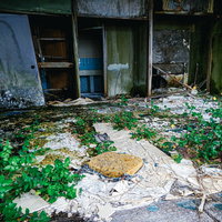 廃墟に芽生える生命、窓枠を覆うつたと雑草の写真