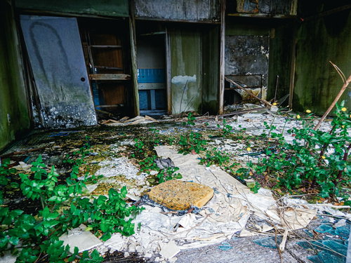 廃墟に芽生える生命、窓枠を覆うつたと雑草