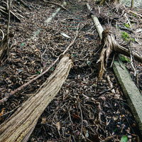 廃墟に朽ちた木片と落ち葉が積もる地面の写真