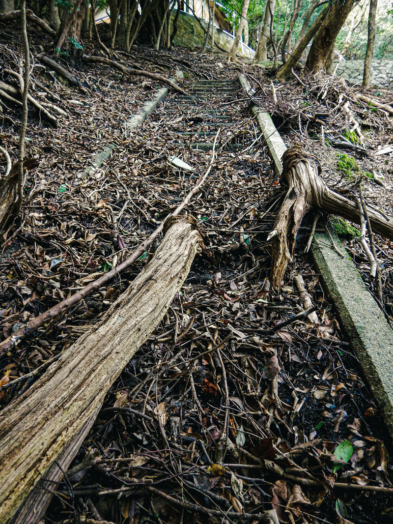 地面に散らばった朽ちた木片と茶色い落ち葉