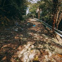 荒廃した道をすすむ、深い森に囲まれた落ち葉の舗装路の写真