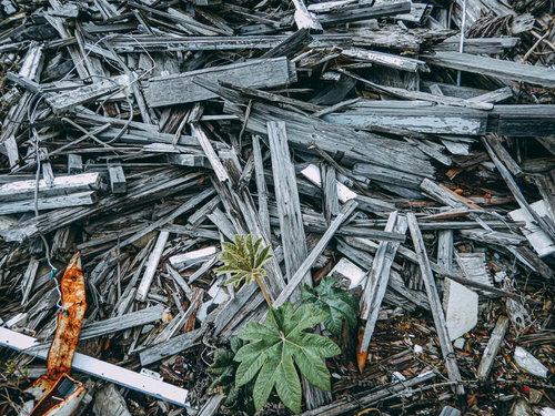 鉄さびとがれきの山に芽生えた新しい苗と緑の若葉