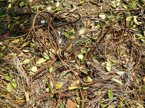 地面に絡まった錆びた鉄縄と生い茂る雑草が織り成す廃墟の風景