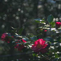 早春の日差しに浮かび上がる椿の写真