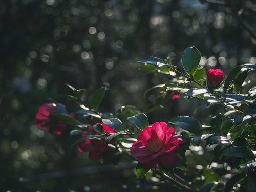 早春の日差しに浮かび上がる椿