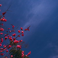 青空に映える八重の紅梅の写真
