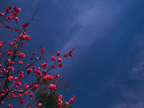 青空に映える八重の紅梅