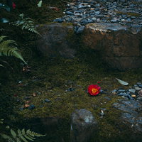 苔むした石段にポトリと落ちた椿（京都 祇王寺）の写真