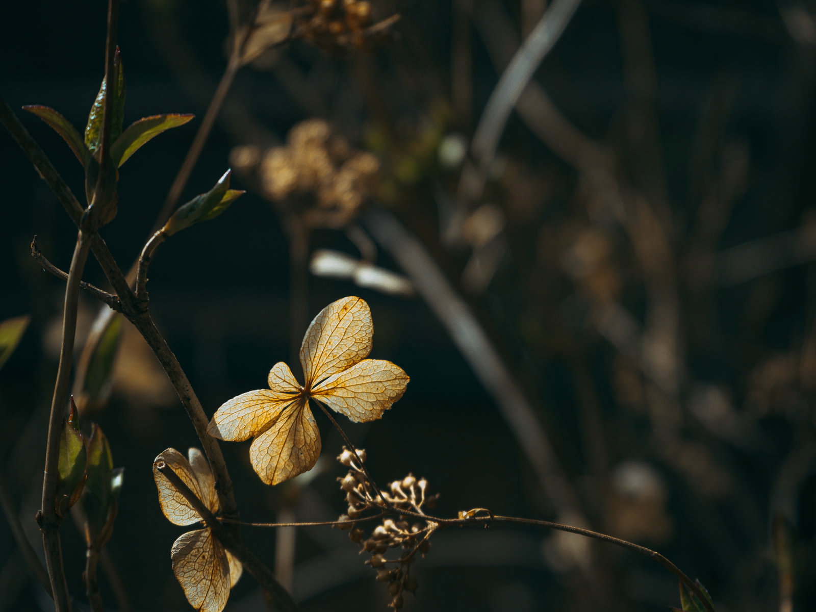 薄茶色に枯れたガクアジサイの花が枝に残っている様子