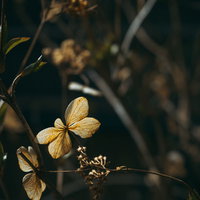 その姿のまま枯れて枝に残るガクアジサイの写真