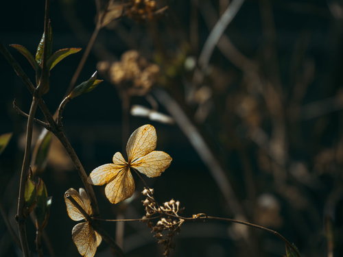 その姿のまま枯れて枝に残るガクアジサイ