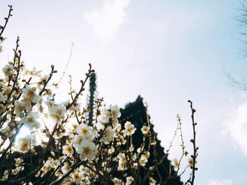 美しい白梅と多宝塔の相輪（京都 清凉寺）