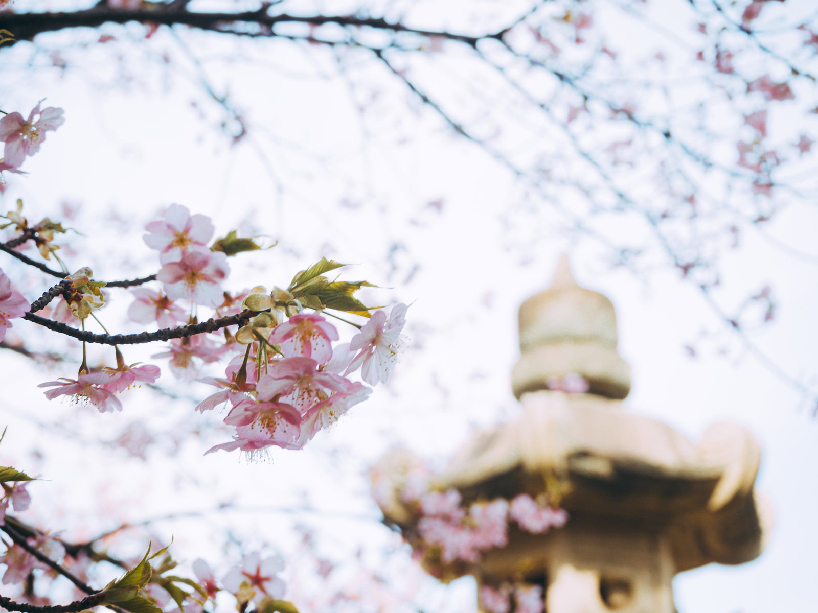 淡いピンク色の河津桜の花が咲く枝と背景にぼけた白い建物