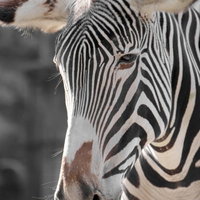 柵の近くに立つ白と黒の縞模様が鮮明な動物園のシマウマの写真